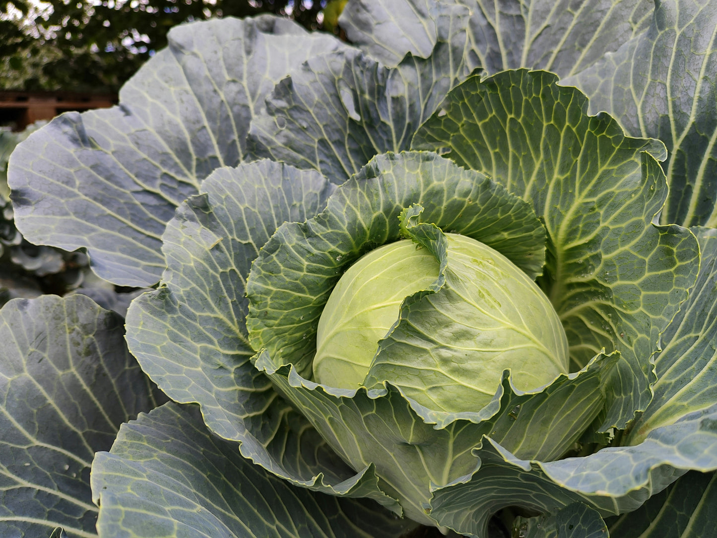 Cabbage (each)