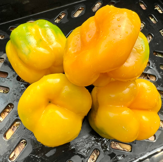 Yellow Peppers (per kg)