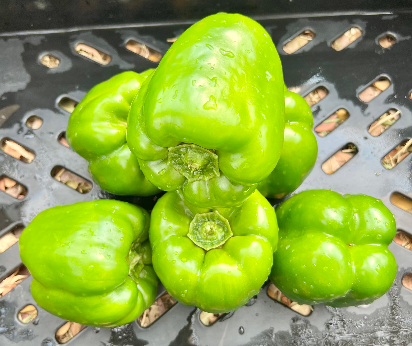 Green Peppers (per kg)