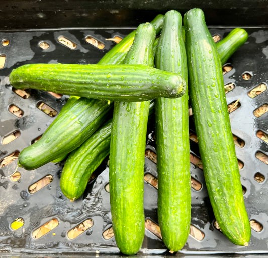 English Cucumber (per kg)