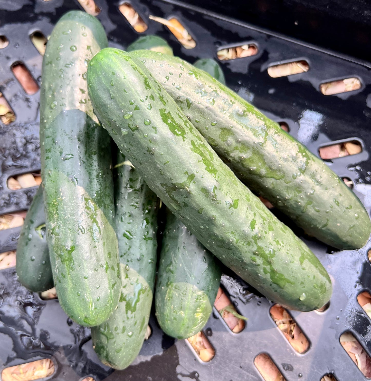 Local Cucumbers (per kg)