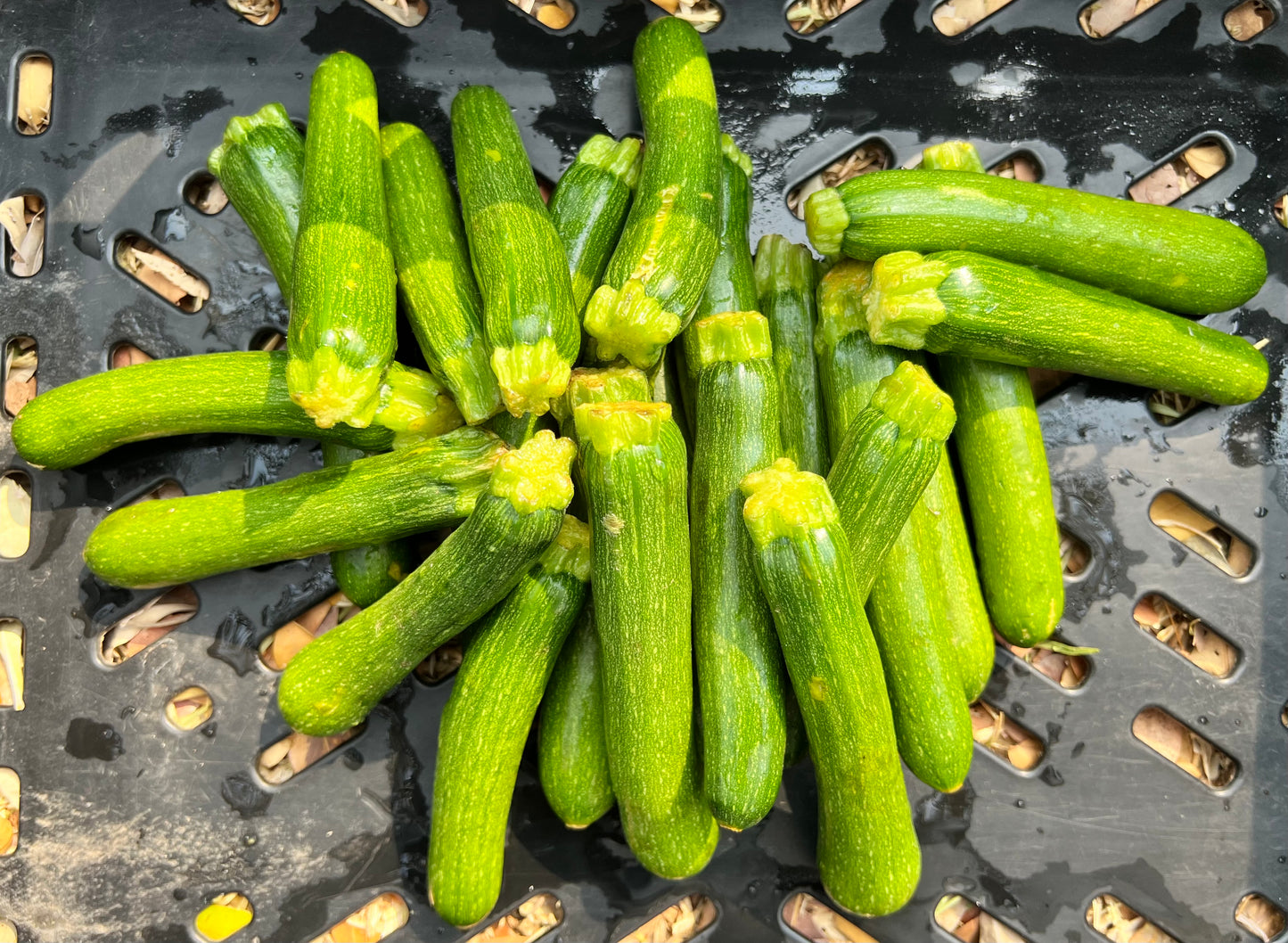 Baby Marrow (per kg)