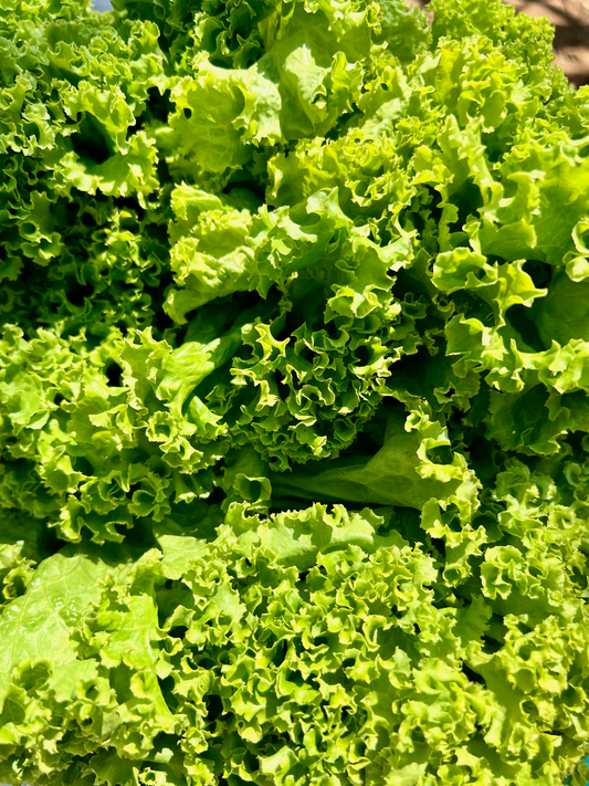 Lettuce (curly leaf) - each