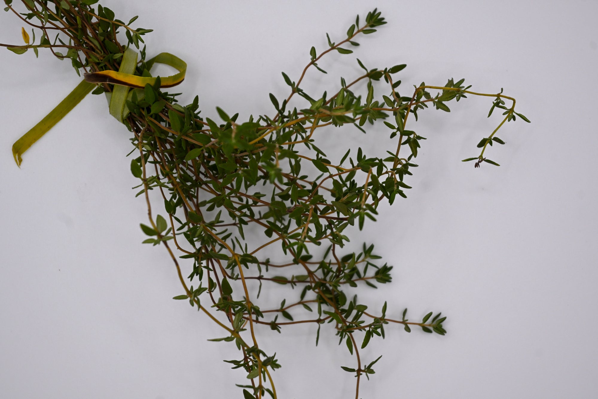 Thyme (bunch)