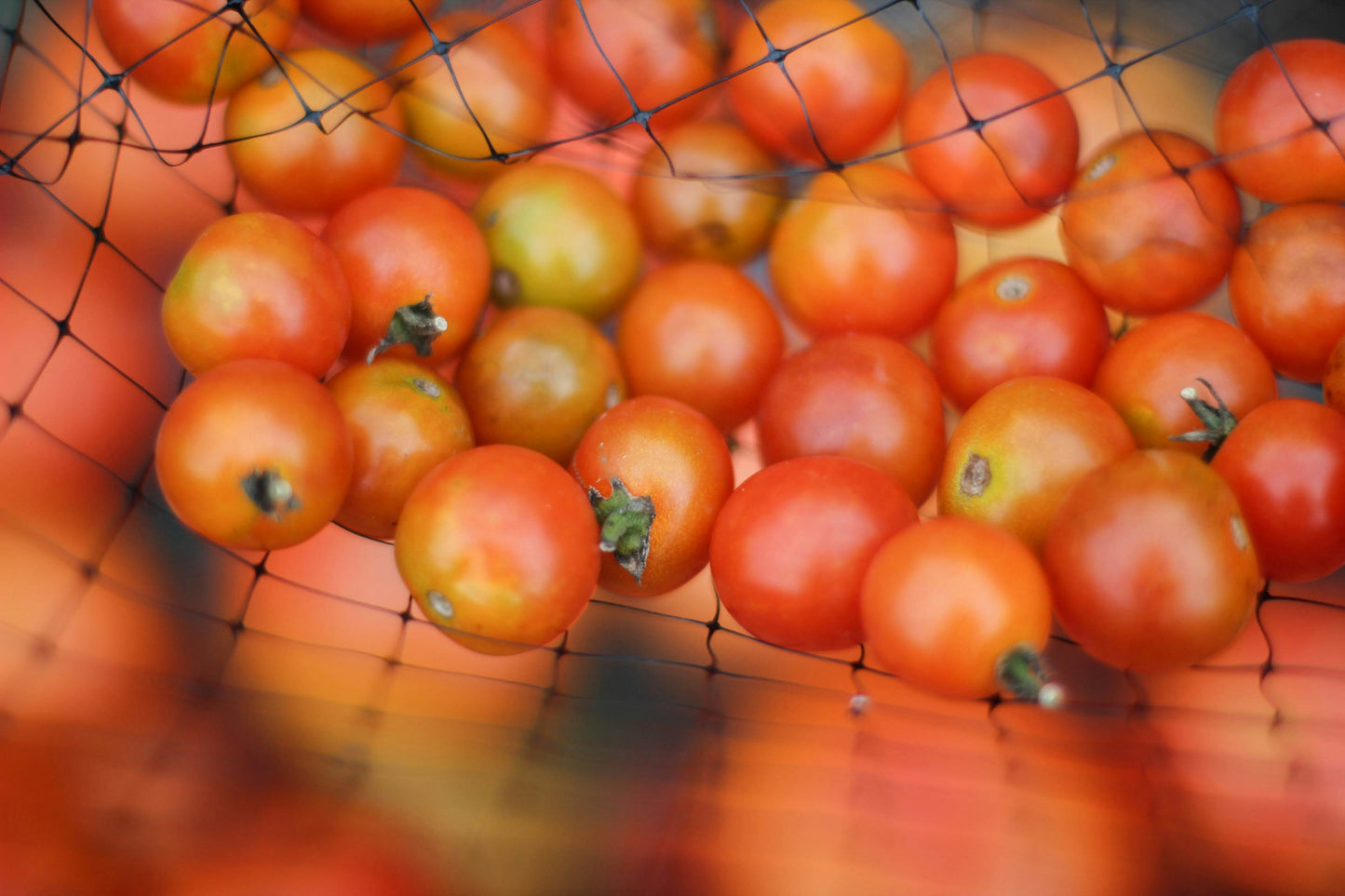 Tomatoes (per kg)