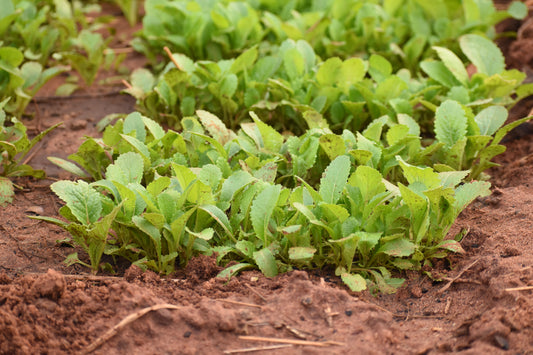 Chinese Cabbage: Seedlings